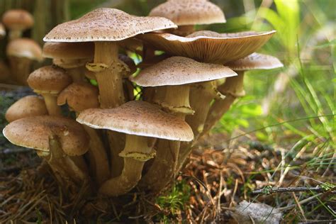 Delighting in the Magic of Mushroom Nooks: A Guide for Nature Lovers